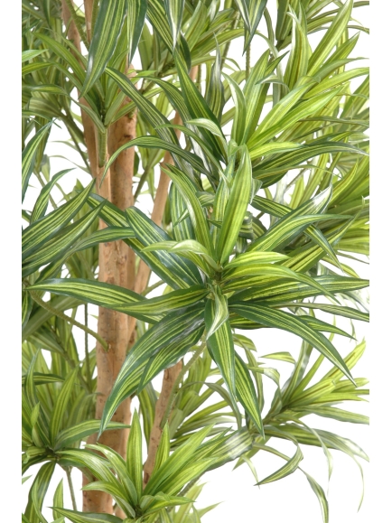 Dracaéna reflexa tronc noueux 150 cm 