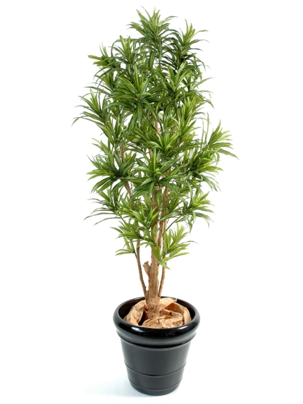 Dracaéna reflexa tronc noueux 150 cm 