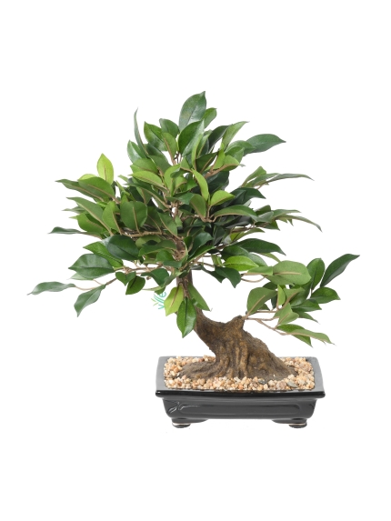 Bonsaï artificiel Ficus