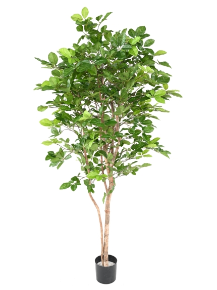 Hêtre artificiel Grandifolia