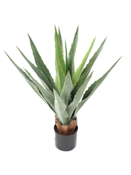Agave Furcraea artificielle