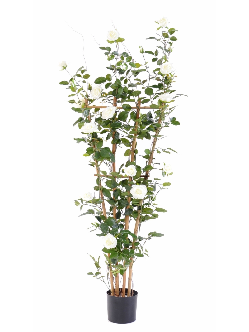 Rosier palissade Royal artificiel