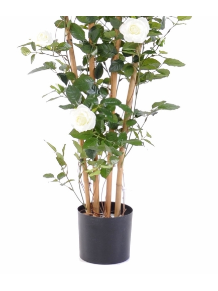 Rosier palissade Royal artificiel
