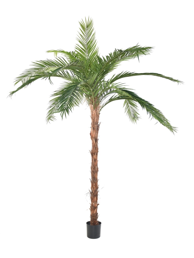 Palmier Phoenix Canariensis artificiel