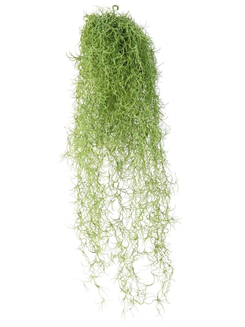 Chute artificielle Tillandsia (mousse Espagnol)