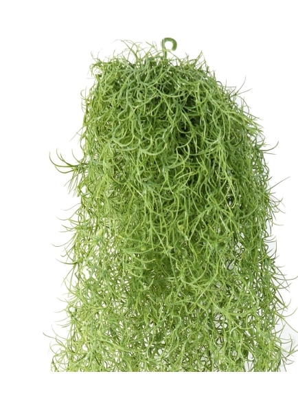 Chute artificielle Tillandsia (mousse Espagnol)