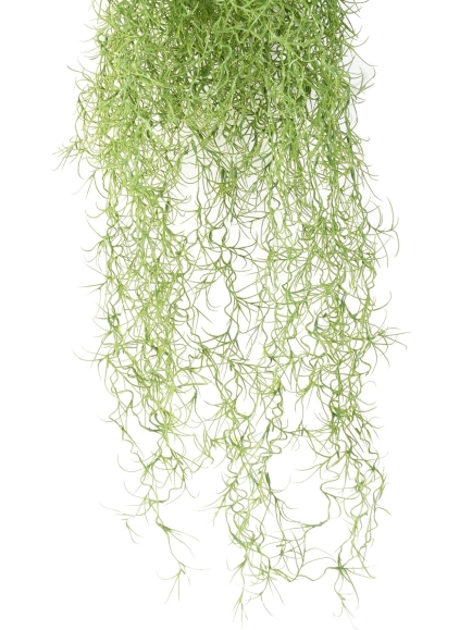 Chute artificielle Tillandsia (mousse Espagnol)