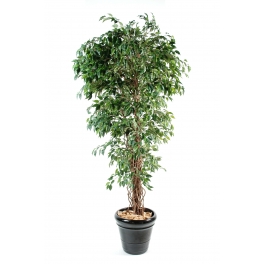 Ficus artificiel tronc bois liane 180 CM