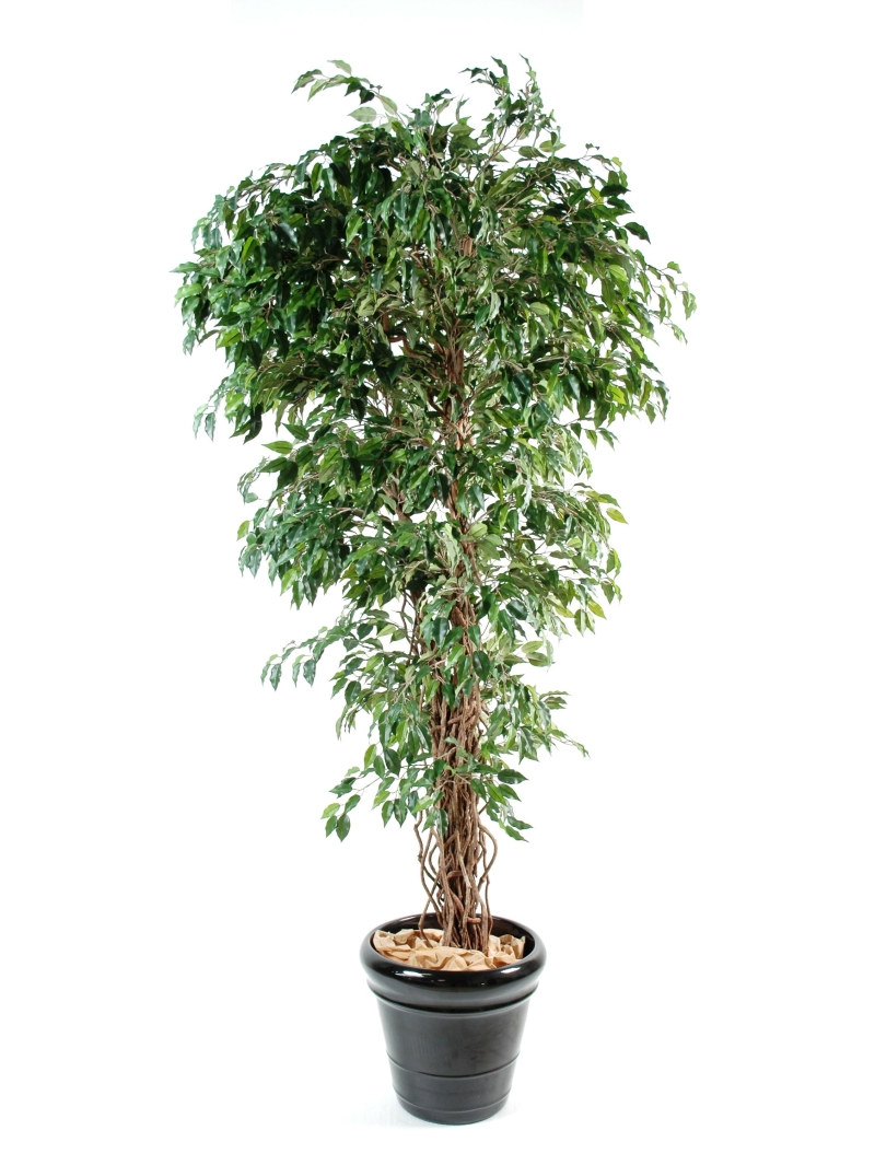 Ficus artificiel liane PF 180 cm