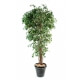 Ficus artificiel tronc bois liane 210 CM