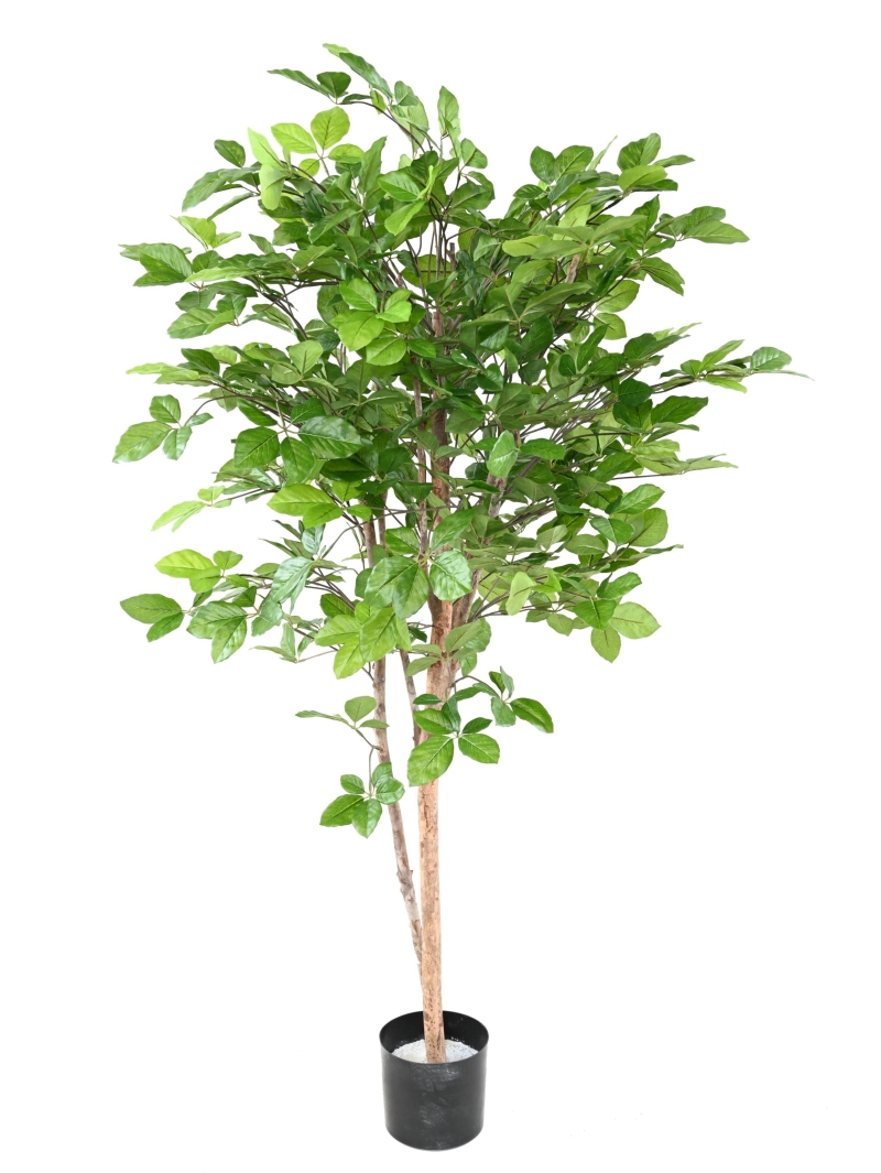 Hêtre artificiel Grandifolia