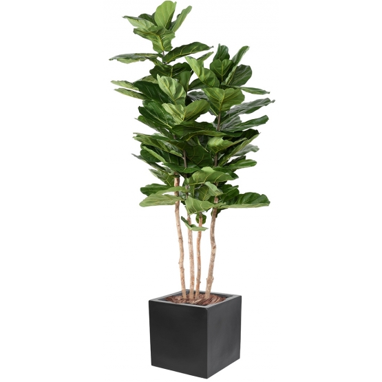 Ficus artificiel Lyrata 220 cm en pot decoratif