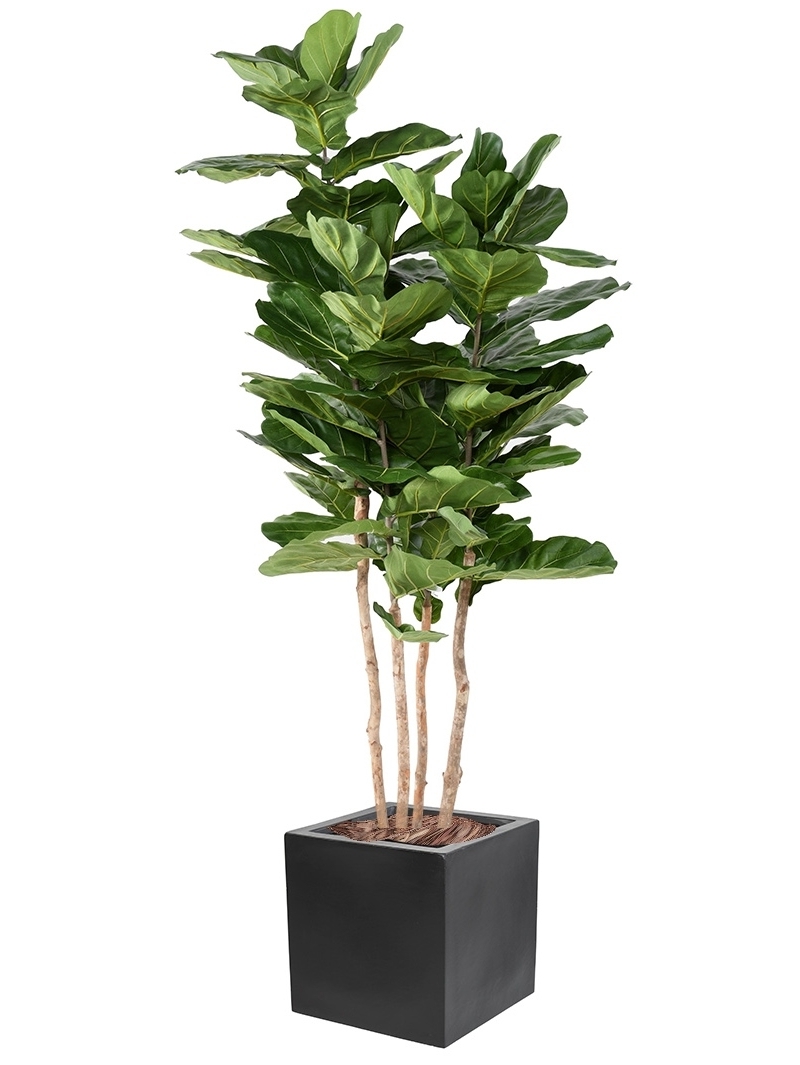Ficus artificiel Lyrata + bac carré 40x40 cm