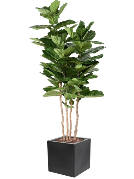 Ficus artificiel Lyrata + bac carré 40x40 cm