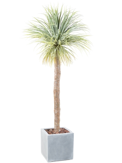 Agave Géante artificiel plus son bac fiber carré
