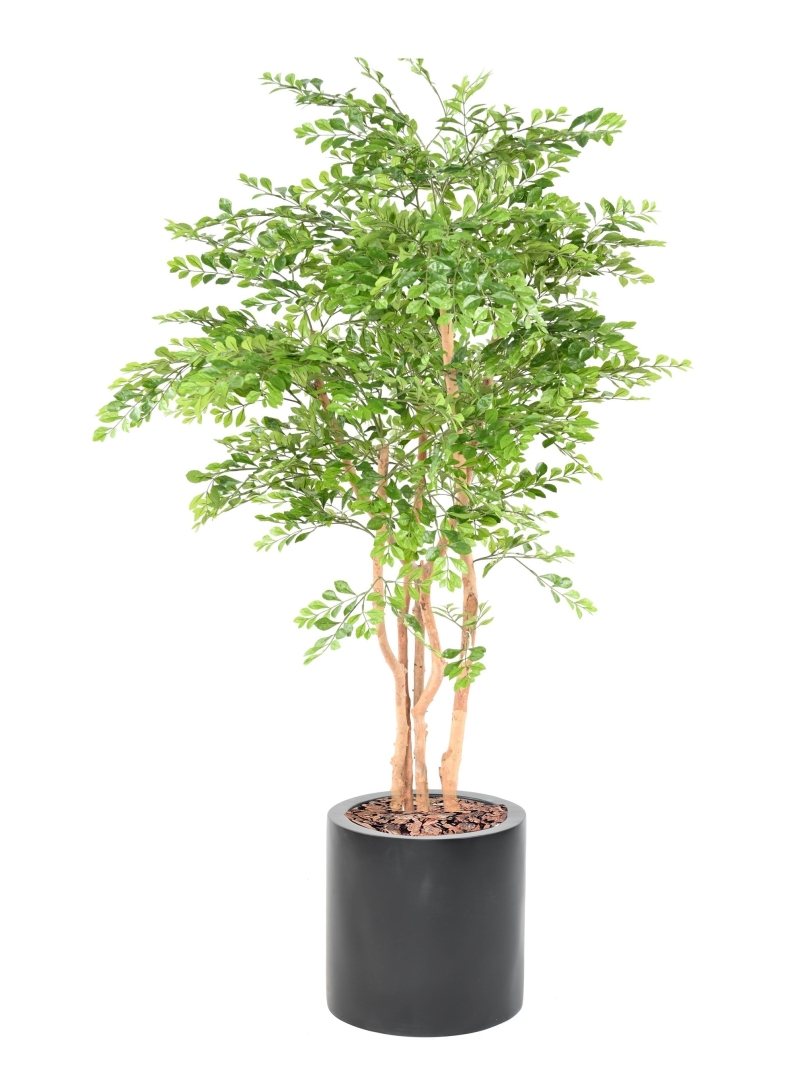 Acacia artificiel plus son pot carré