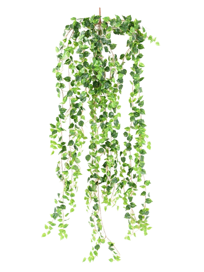 Chute Pothos artificiel 200 cm