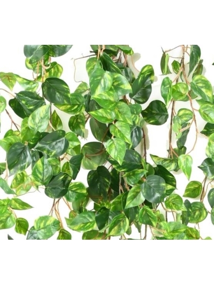 Chute Pothos artificiel 200 cm