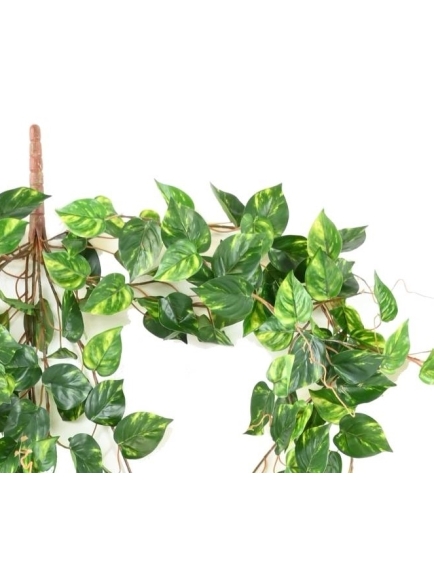 Chute Pothos artificiel 200 cm