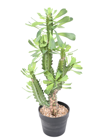 Euphorbe artificielle Lactée