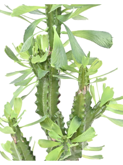 Euphorbe artificielle Lactée