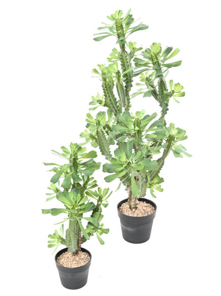 Euphorbe artificielle Lactée