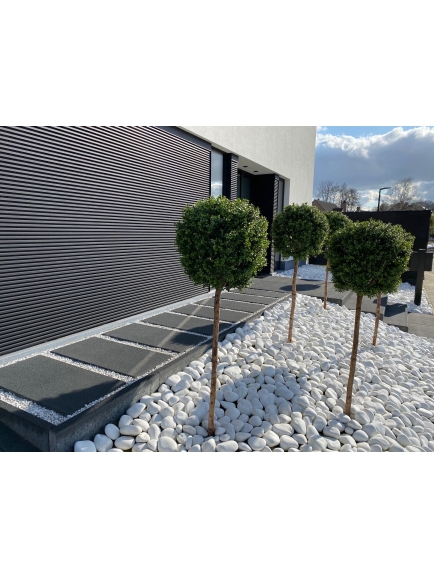 Buis boule tige bois naturel 170 cm