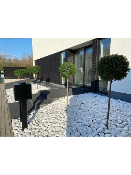Buis boule tige bois naturel 170 cm