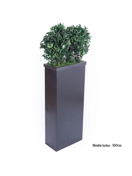 Composition Bac avec plantes STABILISEES Pittosporum