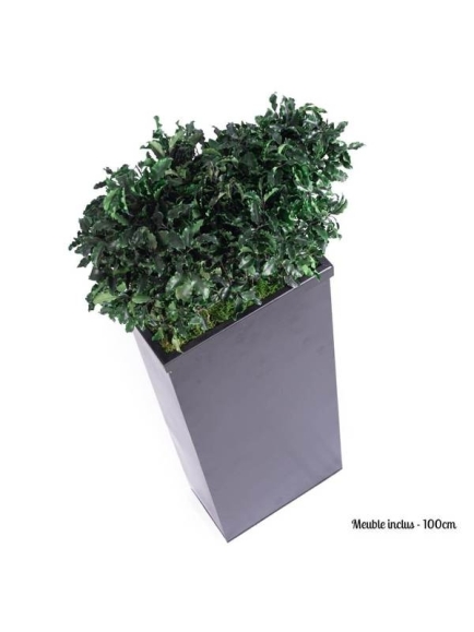Composition Bac avec plantes STABILISEES Pittosporum