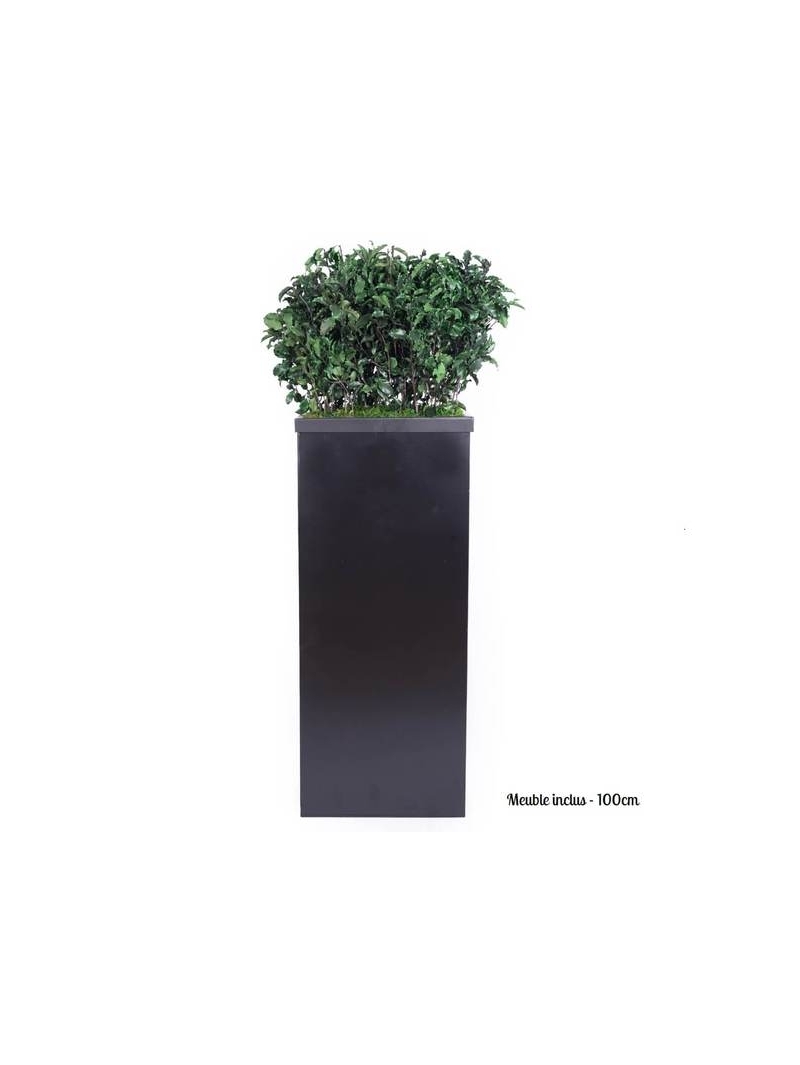Composition Bac avec plantes STABILISEES Pittosporum