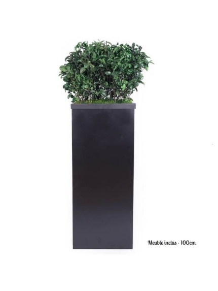 Composition Bac avec plantes STABILISEES Pittosporum