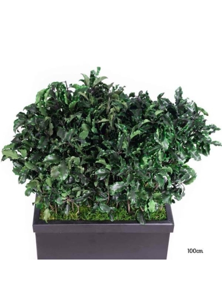 Composition Bac avec plantes STABILISEES Pittosporum