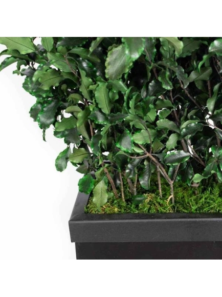 Composition Bac avec plantes STABILISEES Pittosporum