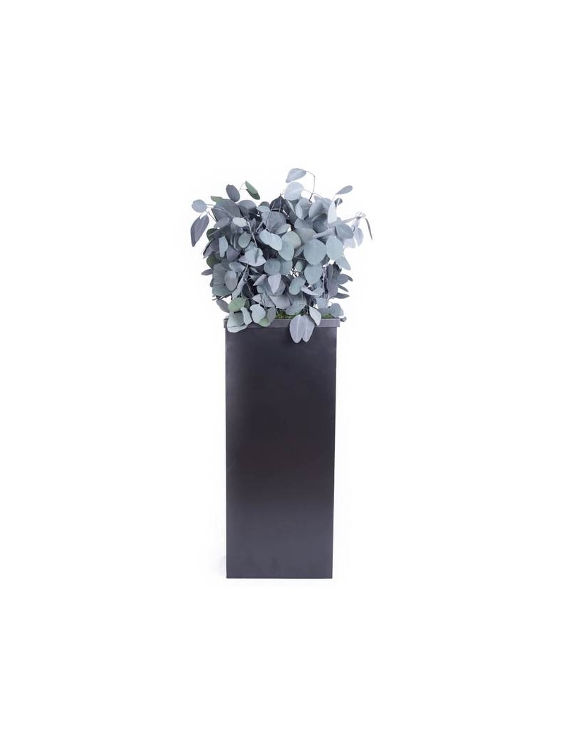 Composition Bac avec plantes STABILISEES Populus