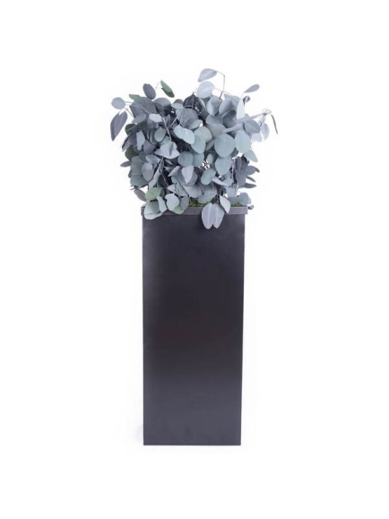 Composition Bac avec plantes STABILISEES Populus