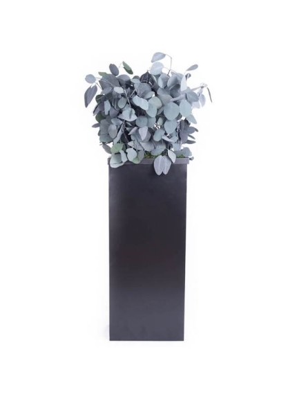 Composition Bac avec plantes STABILISEES Populus