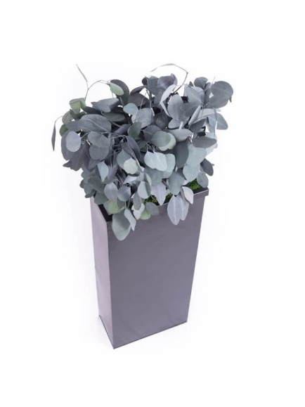 Composition Bac avec plantes STABILISEES Populus