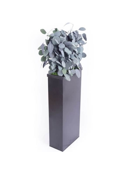 Composition Bac avec plantes STABILISEES Populus