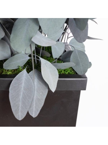 Composition Bac avec plantes STABILISEES Populus