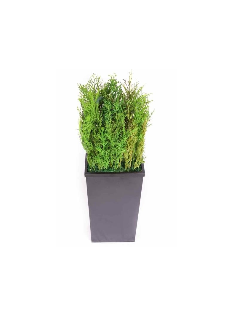 Composition Bac avec plantes STABILISEES Lycopodium