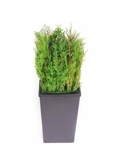 Composition Bac avec plantes STABILISEES Lycopodium
