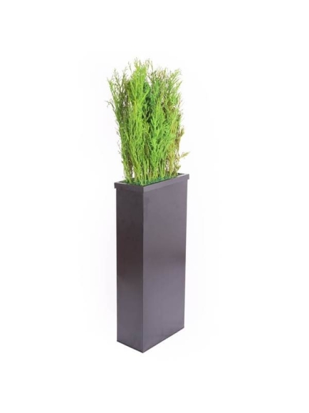 Composition Bac avec plantes STABILISEES Lycopodium