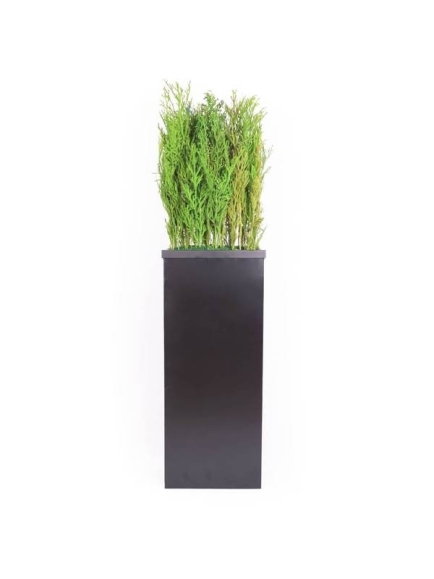 Composition Bac avec plantes STABILISEES Lycopodium