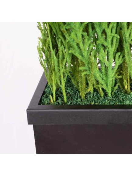 Composition Bac avec plantes STABILISEES Lycopodium