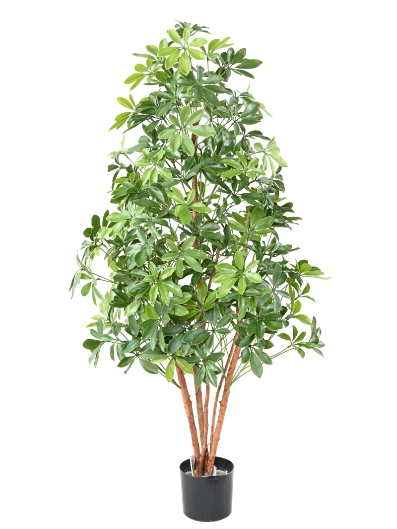 Arbre artificiel CHOISYA