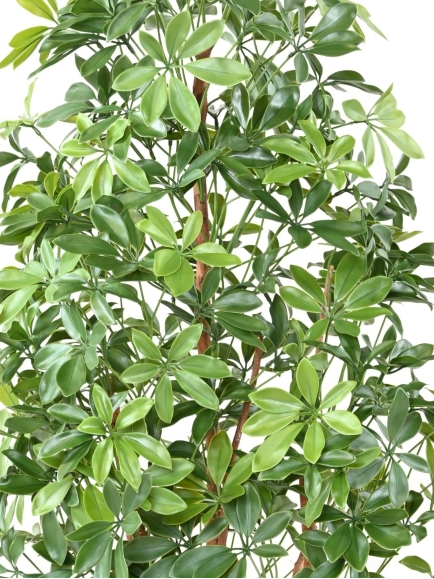 Arbre artificiel CHOISYA