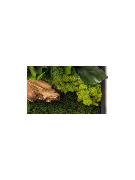 Tableau végétal stabilisé CANOPE RECTANGLE