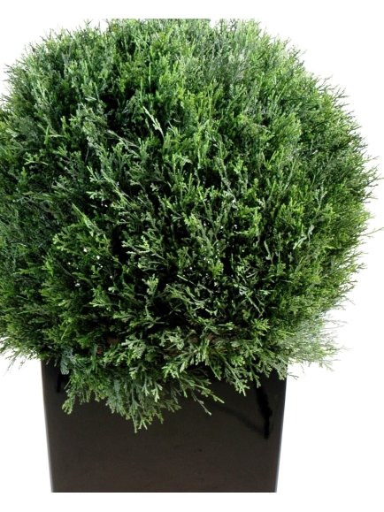 COMPO A VIVRE Bac avec boule de cyprès