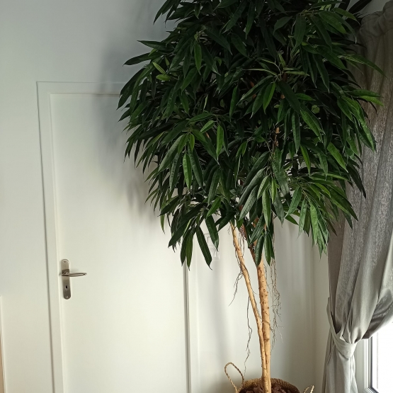 Ficus artificiel Alii Royal - 190 cm ou 250 cm